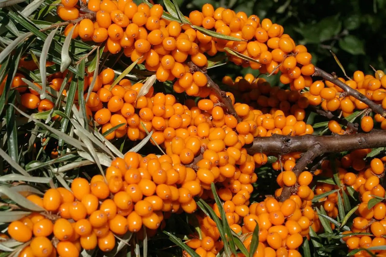 sea buckthorn seeds for planting Sea Buckthorn Seeds For Planting 150 High Germination ✓