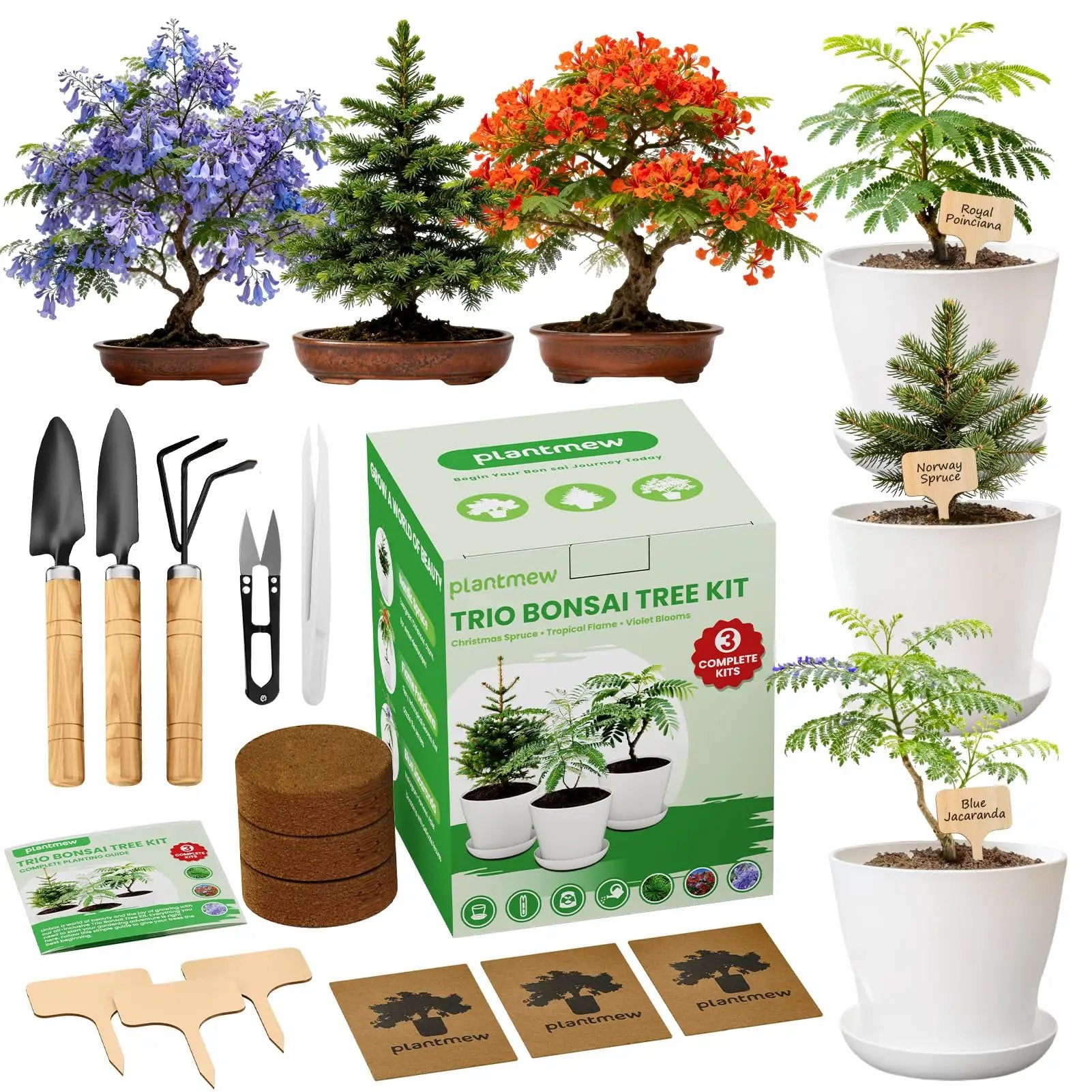 Three Bonsai Kits In One Box Starter Set ✓