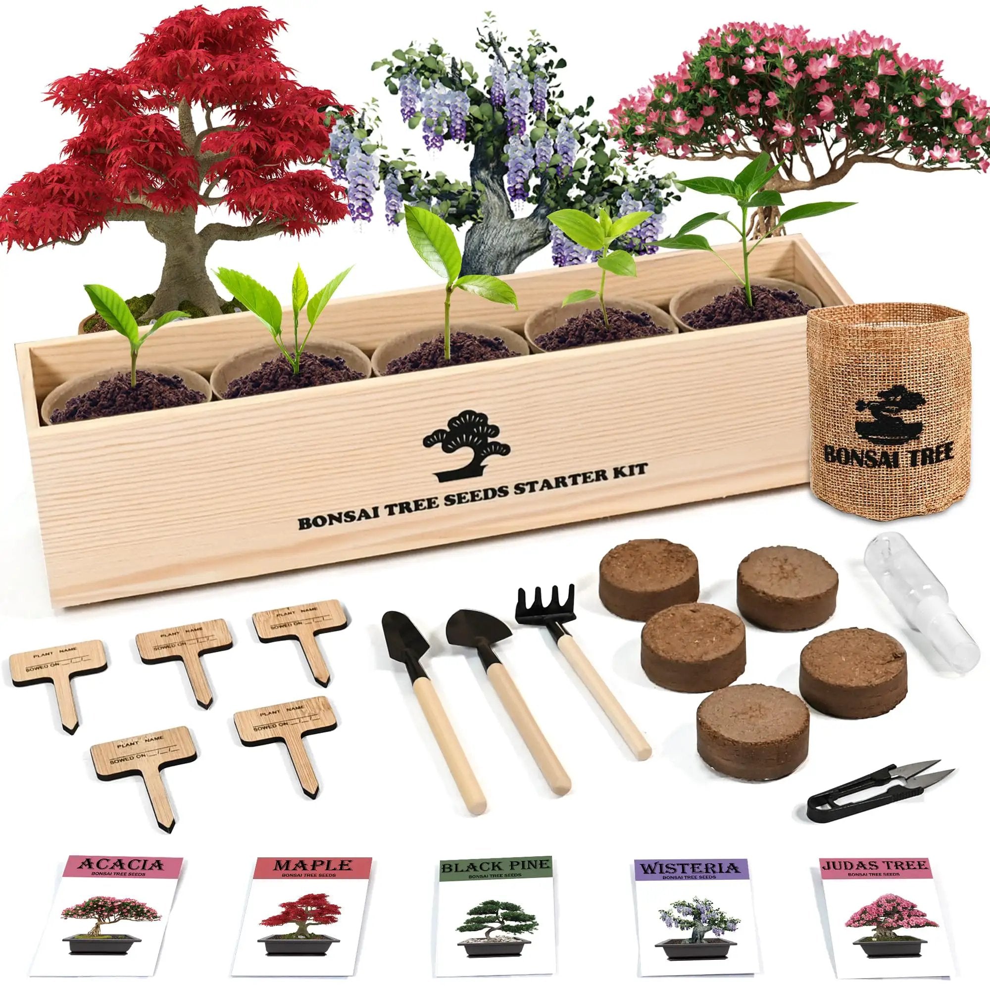 bonsai tree seed kit Indoor Bonsai Garden Starter Kit