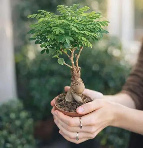 Beginner Bonsai Tree Kit With 5 Unique Japanese Bonsai Trees in a small pot held by hands, part of indoor bonsai starter kit
