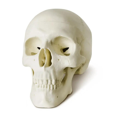 Totally Realistic Mini Human Skull Model With Removable Cap And Moving Jaw Six Part Anatomical Skull 3.5 Inch Tall Realistic Texture