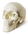 Totally Realistic Mini Human Skull Model With Removable Cap And Moving Jaw Six Part Anatomical Skull 3.5 Inch Tall Realistic Texture