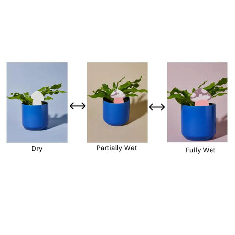 Colorful Paper Based Soil Moisture Meter For Houseplants Five Pack Never Forget To Water Easy To Use Indicator With Color Coded Levels Helps Prevent Overwatering And Keeps Your Indoor Greens Thriving At Glance, dry to fully wet