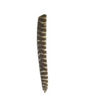 Single turkey feather from 30 Piece Pro Grade Full Length Turkey Feather Arrow Fletching Set For DIY Arrows Right Wing Spiral Twist Wrap 18 To 26 Cm Trueflight RW Feathers For Wooden Shafts Stable And Accurate Flight