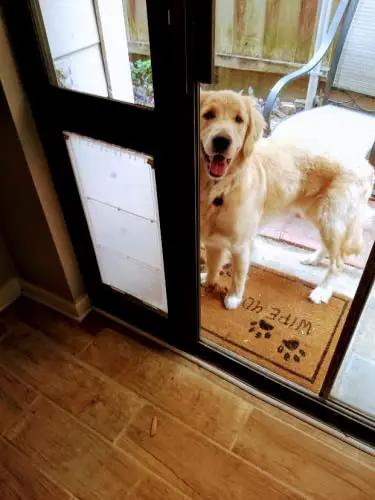 Golden retriever beside Heavy Duty Dual Pane Sliding Glass Door Pet Panel With Thick Insulated Flap For Brutal Weather.