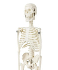 Mini Human Skeleton Model For Anatomy Learning, 17.7 Inch Full Body Skeleton With Movable Arms And Legs On Base, Non-Toxic PVC close-up