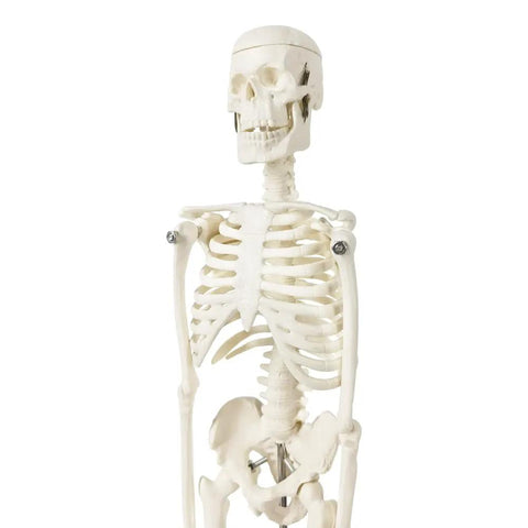 Mini Human Skeleton Model For Anatomy Learning, 17.7 Inch Full Body Skeleton With Movable Arms And Legs On Base, Non-Toxic PVC close-up