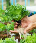 Lawn & Patio lettuce plant with exposed roots held by hands in a garden.