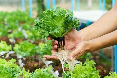 Lawn & Patio lettuce plant with exposed roots held by hands in a garden.