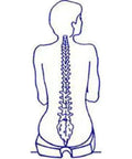 Illustration of a human spine showing proper alignment for comfort, related to Extra Firm Tush Cush Car Seat Support for Heavy Users Up To 200 Lbs, Made In Usa, Durable Black Foam, Large Size Fits Most Vehicle Seats Perfectly For Comfort And Back Pain Relief.
