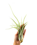 4 Inch Tillandsia Ionantha Air Plants Set Of 3 Assorted Large Air Plants For No-Fuss, Easy-Care Indoor Air Purifying Decor That Brings Fresh Color To Your Home Or Garden Space. Assorted Tillandsia ionantha air plant held in hand