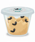 10 Live Painted Lady Caterpillars Turn Into Butterflies Kit For Kids, clear plastic cup with live caterpillars