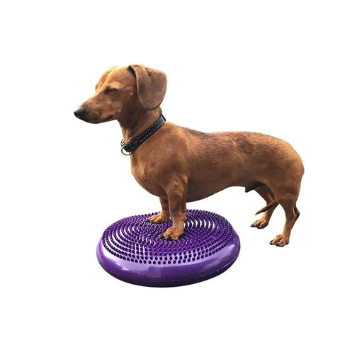 Dog standing on Balance Disc Cushion 14 Inch For Dogs With Pump And 2 Rehab Exercises Anti Burst Portable Dog Therapy Disk