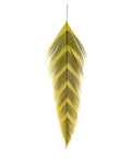Single feather from Galloup's Fish Feathers Arrowhead Olive Brown For Modern Streamers, highlighting olive and brown pattern