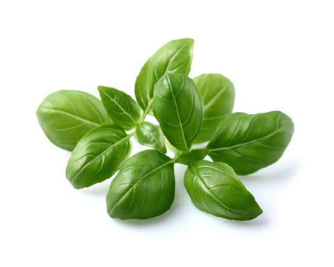 Smart Garden Basil Plant Pods 3 Pack For Indoor Herb Gardens No Green Thumb Needed Fresh Basil At Home Easy Nutritious Kitchen Herb Pods For Quick Flavorful Dishes