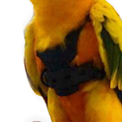 Orange and green bird wearing Parrot Flight Harness Vest With Leash For Outdoor Training Comfy Bird Flying Suit for small birds.