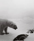 Dioramas Photo Book Four Decades Of Museum Dioramas Captured In Rich Contemplative Imagery First Edition 118 Pages polar bear scene