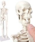 Mini Human Skeleton Model For Anatomy Learning, 17.7 Inch Full Body Skeleton With Movable Arms And Legs On Base, Non-Toxic PVC, Openable Skull