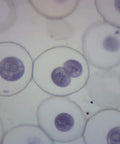 Ascaris And Onion Mitosis Prepared Microscope Slide 75 By 25 Mm For Visualizing Animal And Plant Cell Division In Introductory Microscopy Education Hands On Classrooms Home Labs And Independent Study, stained cells