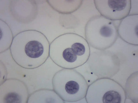 Ascaris And Onion Mitosis Prepared Microscope Slide 75 By 25 Mm For Visualizing Animal And Plant Cell Division In Introductory Microscopy Education Hands On Classrooms Home Labs And Independent Study, stained cells