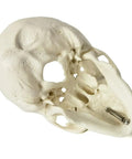 Totally Realistic Mini Human Skull Model With Removable Cap And Moving Jaw Six Part Anatomical Skull 3.5 Inch Tall side view.