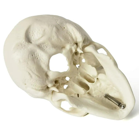 Totally Realistic Mini Human Skull Model With Removable Cap And Moving Jaw Six Part Anatomical Skull 3.5 Inch Tall side view.