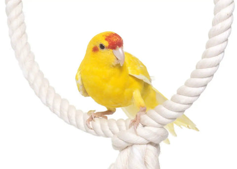 Yellow bird perched on 100 Percent Cotton Twisted Rope White Half Inch By 320 Feet USA Made Natural Cord For Macrame Crafts Baker And Butchers Twine Knotting Pet Toys.