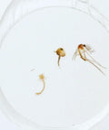 Mosquito Life Cycle Microscope Slide For Classroom Biology Lab Demonstrations From Egg To Adult With Clear Egg Larva and Pupa Stages