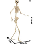 5 Ft Pose-N-Stay Life Size Skeleton With Realistic Movable Joints And Locking Knees, Durable All Weather Plastic For Indoor Outdoor