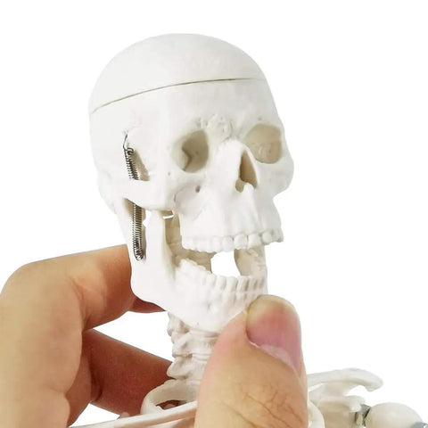 Mini Human Skeleton Model For Anatomy Learning, openable skull feature with close-up of head, non-toxic PVC material, great for med students