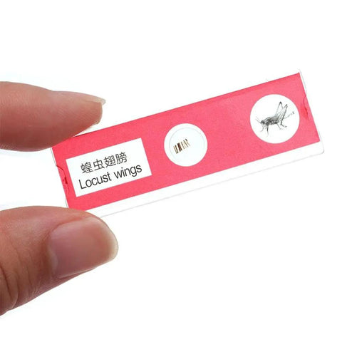 Kid Safe Microscope Slide Set for Students and Curious Minds Prepared Animal Plant and Flower Specimens for Hands On Science