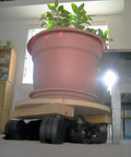 Large potted plant on a wooden platform with wheels, hiding a black cat underneath, in a sunlit indoor setting.