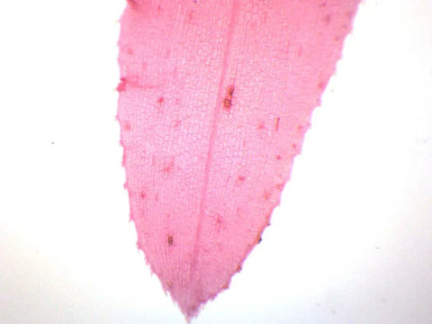 Submerged Elodea Leaf Microscope Slide Prepared For Microscopy, Whole Mount, 75mm Wide By 25mm Long, pink leaf tip