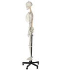 Side view of Flexible Life Size 5 Foot 6 Inch Human Skeleton With 206 Bones And A Poseable Spine And Joints, Rolling Stand