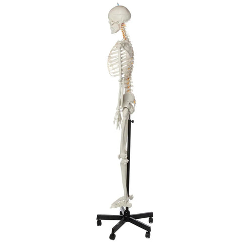 Side view of Flexible Life Size 5 Foot 6 Inch Human Skeleton With 206 Bones And A Poseable Spine And Joints, Rolling Stand