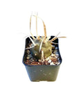 Low Maintenance Live Succulent Plant For Indoor Outdoor Vibes Fully Rooted In Pots With Soil Mix Rare Home Office Decor And Wedding Hanging Accent About 2 Inch Size A Simple Chill Way To Green Your Space, 2-inch potted succulent with soil mix