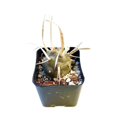 Low Maintenance Live Succulent Plant For Indoor Outdoor Vibes Fully Rooted In Pots With Soil Mix Rare Home Office Decor And Wedding Hanging Accent About 2 Inch Size A Simple Chill Way To Green Your Space, 2-inch potted succulent with soil mix