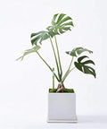 Large Green Sustee Aquameter Leave In Soil Moisture Sensor Pen Set Of 4 For 6 To 12 Inch Plant Pots With Continuous Readings Ideal For Indoor And Outdoor Plants, in white pot
