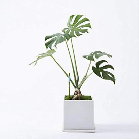 Large Green Sustee Aquameter Leave In Soil Moisture Sensor Pen Set Of 4 For 6 To 12 Inch Plant Pots With Continuous Readings Ideal For Indoor And Outdoor Plants, in white pot