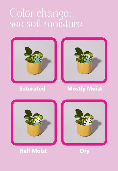 Colorful Paper Based Soil Moisture Meter For Houseplants Five Pack Never Forget To Water Easy To Use Indicator With Color Coded Levels Helps Prevent Overwatering And Keeps Your Indoor Greens Thriving At Glance, showing color stages in potted plant