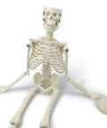 Mini Human Skeleton Model With Movable Arms And Legs On Metal Stand 17 Inch Petite Anatomy Skeleton seated view