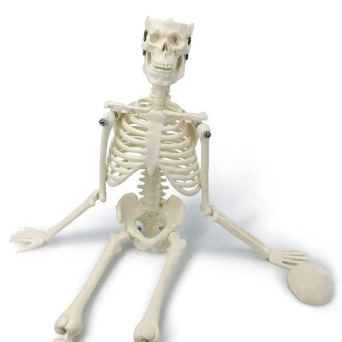 Mini Human Skeleton Model With Movable Arms And Legs On Metal Stand 17 Inch Petite Anatomy Skeleton seated view