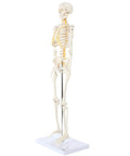 Mini Human Skeleton Model With Metal Stand, 31 Inch Tall, Fully Articulated Joints, Removable Arms And Legs, Easy Assembly