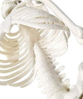 Close-up of Mini Human Skeleton Model for Anatomy Learning, 17.7 Inch Full Body Skeleton with Movable Arms and Legs