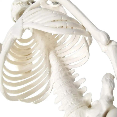 Close-up of Mini Human Skeleton Model for Anatomy Learning, 17.7 Inch Full Body Skeleton with Movable Arms and Legs