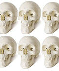 Totally Realistic Mini Human Skull Model With Removable Cap And Moving Jaw Six Part Anatomical Skull 3.5 Inch Tall