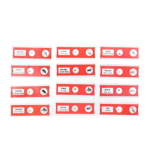 Kid Safe Microscope Slide Set for Students and Curious Minds Prepared Animal Plant and Flower Specimens for Hands On Science Safe No Sharp Edges Kid Friendly Educational and Fun Gift for Kids, image showing plastic slides with insect specimens.