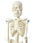 Realistic Human Skeleton Teaching Model Full Body With Life Size Vertebral Column Detail For Anatomy Classes Upper Body View
