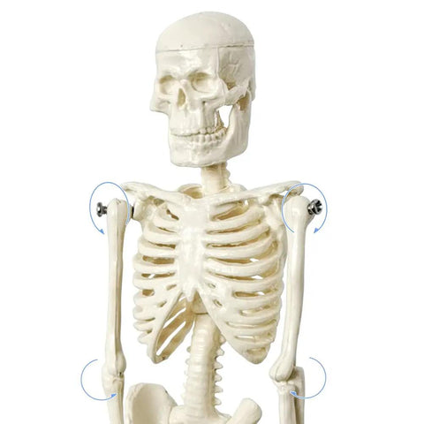 Realistic Human Skeleton Teaching Model Full Body With Life Size Vertebral Column Detail For Anatomy Classes Upper Body View
