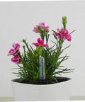 20 Pack Plant Water Level Indicator Gauges For Indoor Potted Plants Soil Moisture Meter Probes Visible in Potted Flower